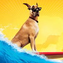 Marmaduke – Prize Giveaway